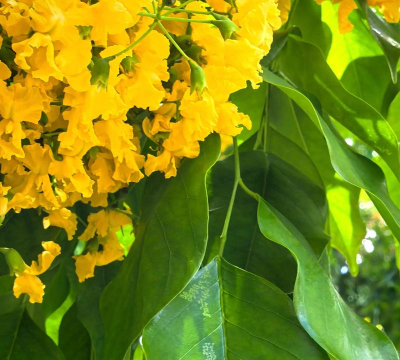 印度有什么好看花卉