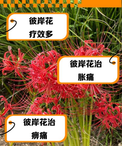 彼岸花是什么毒
