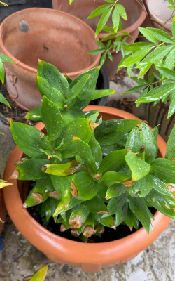 家庭养花用生根粉