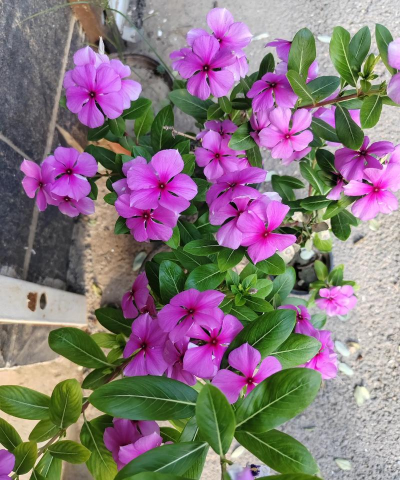 无心梅冬季怎么过冬