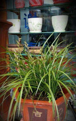 九节兰怎么繁殖