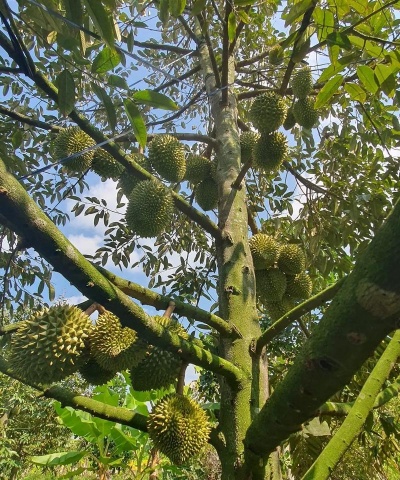 榴莲花是什么地方