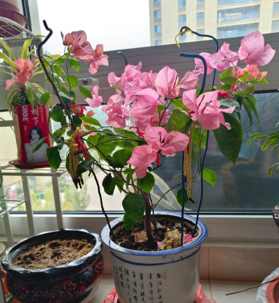 家庭养花用生根粉