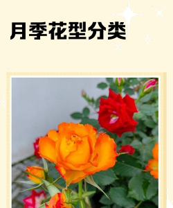 月季花型是什么