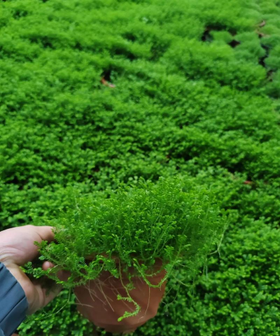 青龙草长什么样