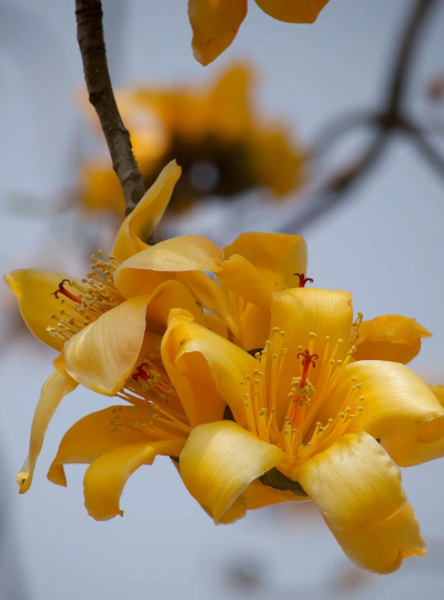 木棉花什么颜色好看