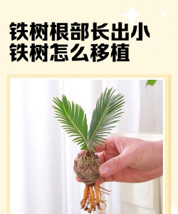铁树怎么出小铁树