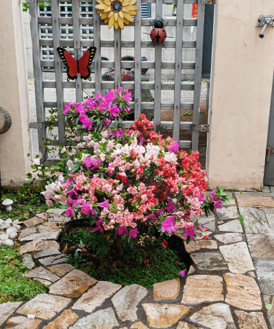 家庭养花用生根粉