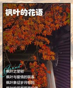 红枫的花怎么比喻