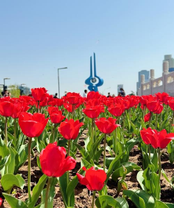 济南的代表花卉是什么