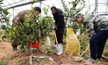 家庭养花用生根粉