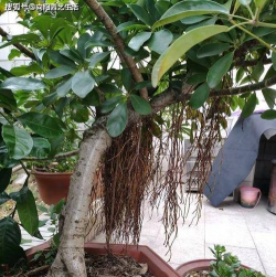 鸭脚木怎么露出根