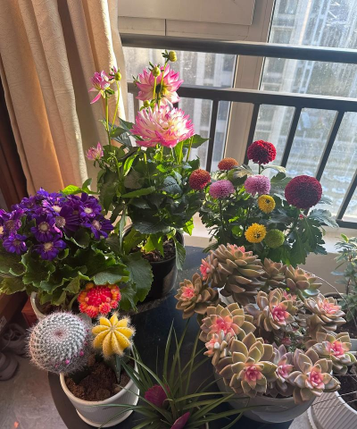 家庭养花用生根粉