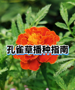 怎么种盒装孔雀草