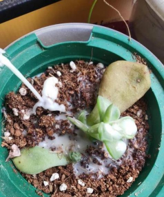 家庭养花用生根粉