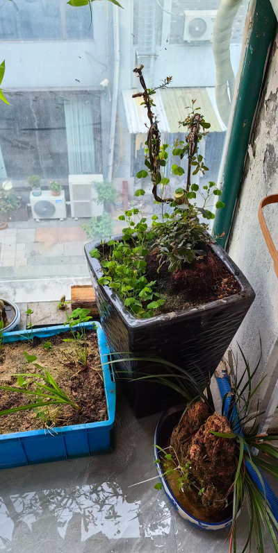 家庭养花用生根粉