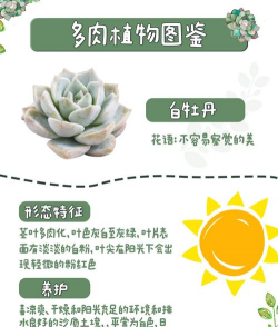 白牡丹夏季怎么养