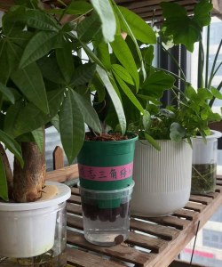 家庭养花用生根粉