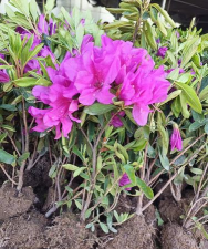 毛娟什么时候开花