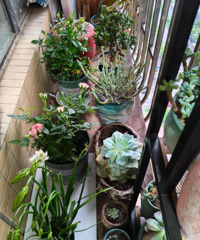 家庭养花用生根粉