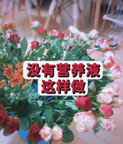 家庭养花用生根粉