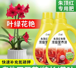 葡萄栽培，掌握关键技术，实现优质丰产