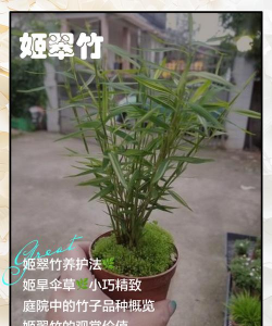 玫瑰花怎么养才不会枯萎，掌握浇水施肥技巧，轻松延长花期