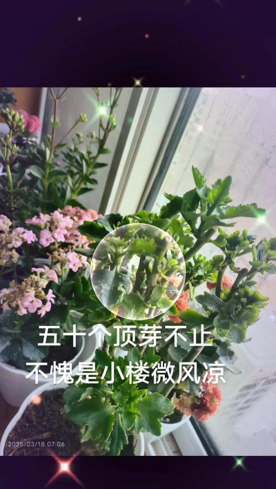 玫瑰花怎么养才不会枯萎，掌握浇水施肥技巧，轻松延长花期