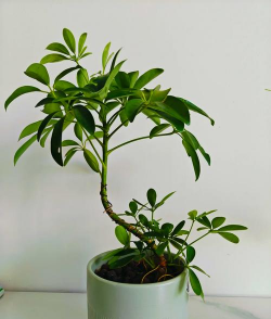 盆栽鹅掌木怎么造型