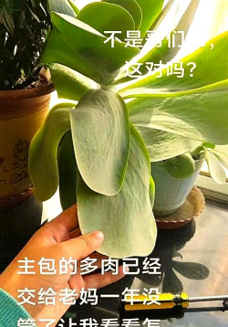 玫瑰花怎么养才不会枯萎，掌握浇水施肥技巧，轻松延长花期