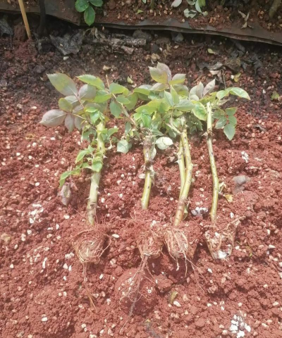 玫瑰花怎么养才不会枯萎，掌握浇水施肥技巧，轻松延长花期