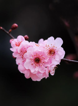 美人梅开花什么颜色