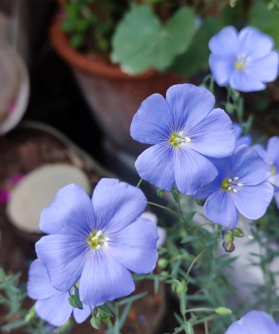 蓝色亚麻怎么没有开花