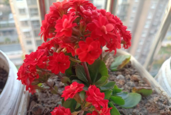 玫瑰花怎么养才不会枯萎，掌握浇水施肥技巧，轻松延长花期