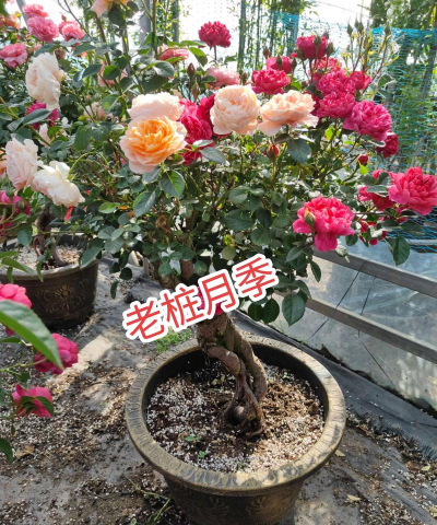 玫瑰花怎么养才不会枯萎，掌握浇水施肥技巧，轻松延长花期