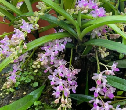 家庭养花用生根粉