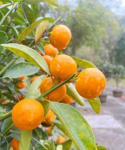 橘子树什么季节结橘子