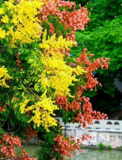 栾树搭配什么植物好看