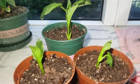 绿化景观设计，提升环境品质，创造宜人空间