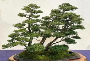 别墅园林绿化设计，打造私密空间，提升居住品质