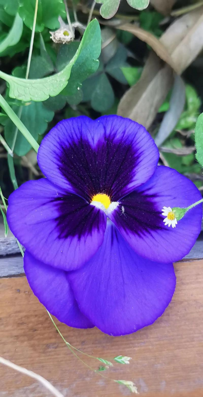 玫瑰花怎么养才不会枯萎，掌握浇水施肥技巧，轻松延长花期