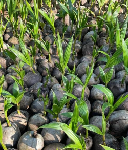 椰子播种的办法是什么