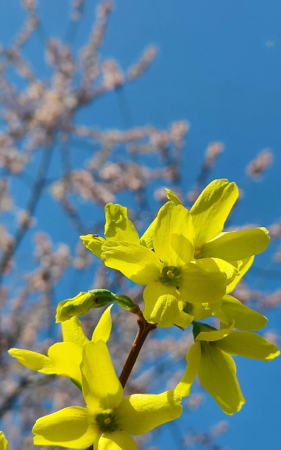 玫瑰花怎么养才不会枯萎，掌握浇水施肥技巧，轻松延长花期