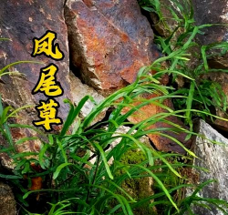 玫瑰花怎么养才不会枯萎，掌握浇水施肥技巧，轻松延长花期