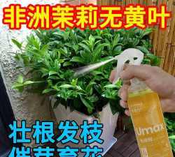 家庭养花用生根粉