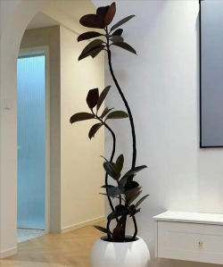 南宁适合种什么盆栽花