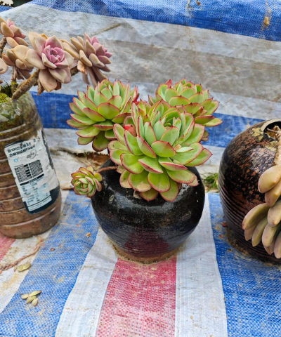 家庭养花用生根粉