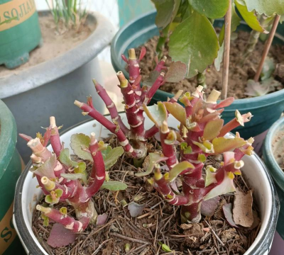 家庭养花用生根粉