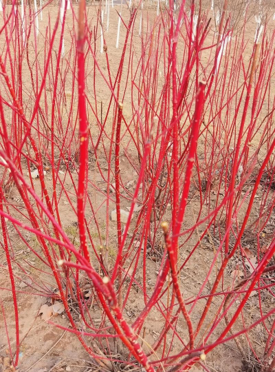 红瑞木属于什么树种