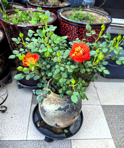 家庭养花用生根粉